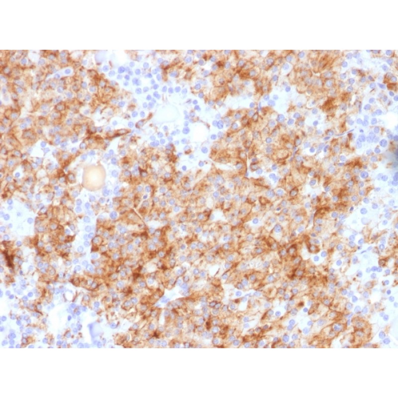 Chromogranin A / CHGA (Neuroendocrine Marker), CF594 conjugate, 0.1mg/mL