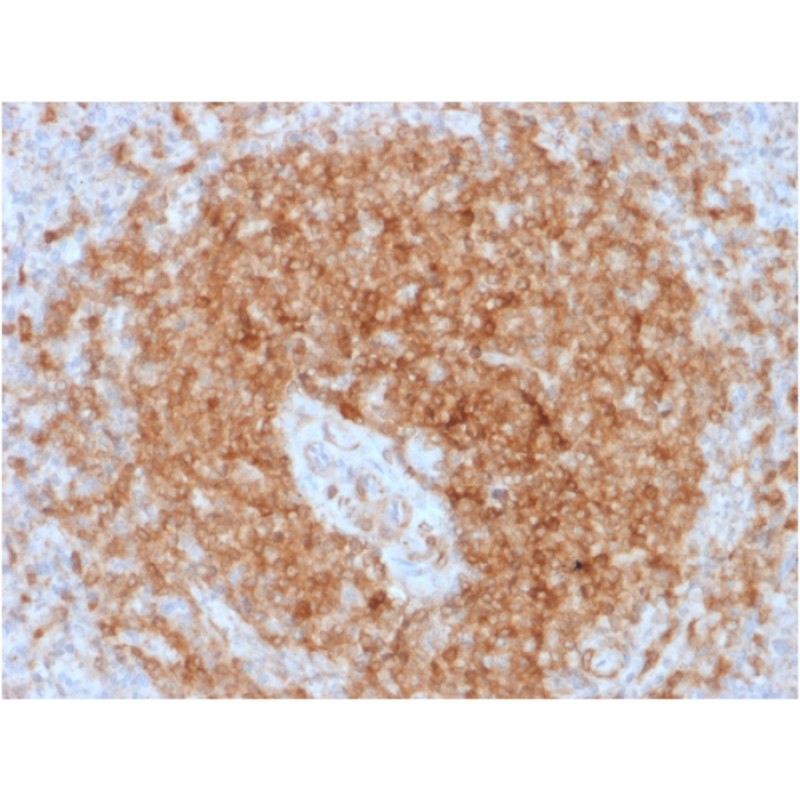 CD79a (B-Cell Marker) (rIGA/764), CF594 conjugate, 0.1mg/mL