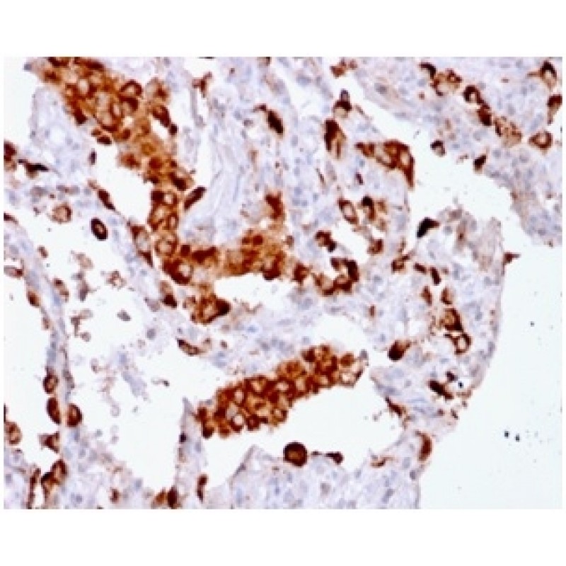 Napsin A (Lung Adenocarcinoma Marker) (rNAPSA/1239), CF594 conjugate, 0.1mg/mL
