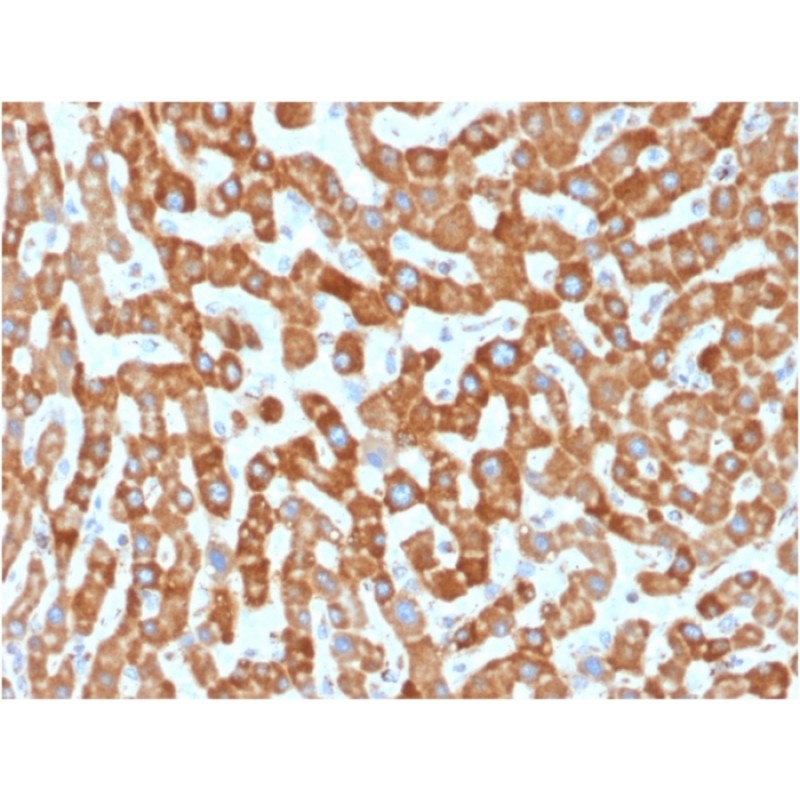 Prohibitin (Mitochondrial Marker)(PHB/1881), CF594 conjugate, 0.1mg/mL