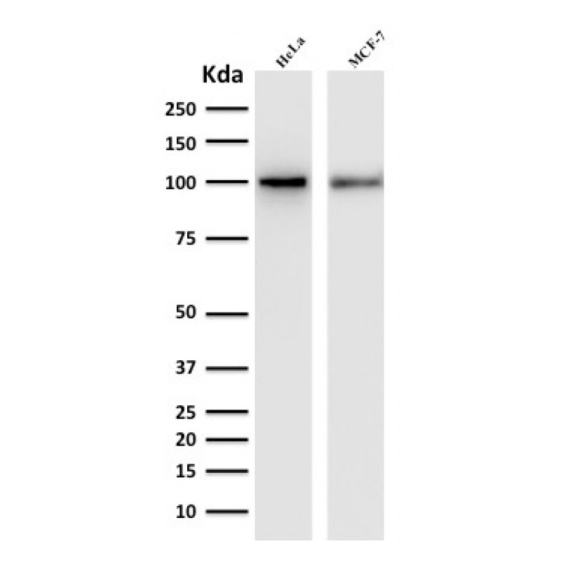 ENAH / MENA (Actin Regulator)(ENAH/1988), CF594 conjugate, 0.1mg/mL