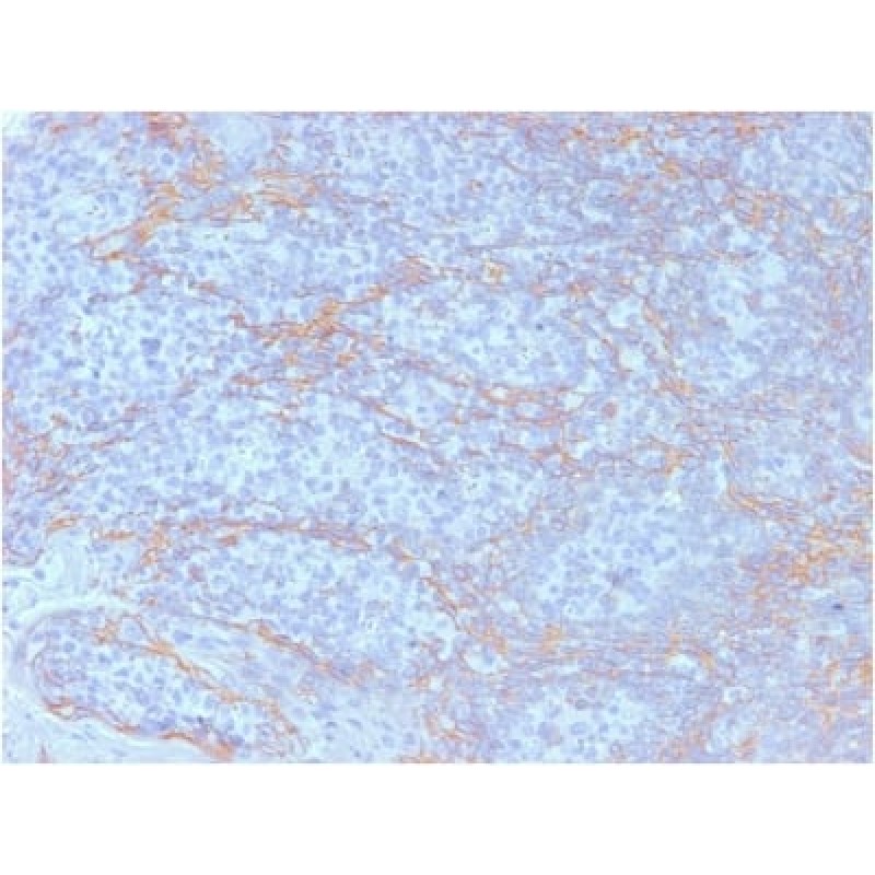 Biotium BNC942098-500, Catenin, beta (CTNNB1) (CTNNB1/2098), CF594 conjugate, 0.1mg/mL