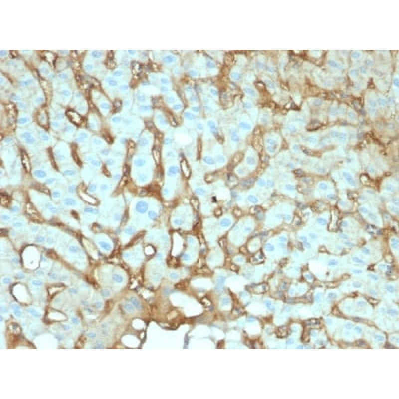 Biotium BNC942144-100, Albumin (Transport Protein) (ALB/2144), CF594 conjugate, 0.1mg/mL