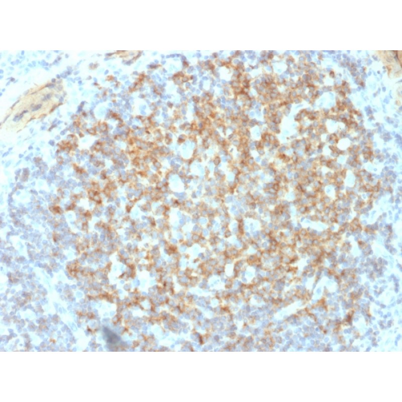 CD61 / Integrin 3 / Platelet Glycoprotein IIIa (Platelet Marker)(ITGB3/2145), CF594 conjugate, 0.1mg/mL