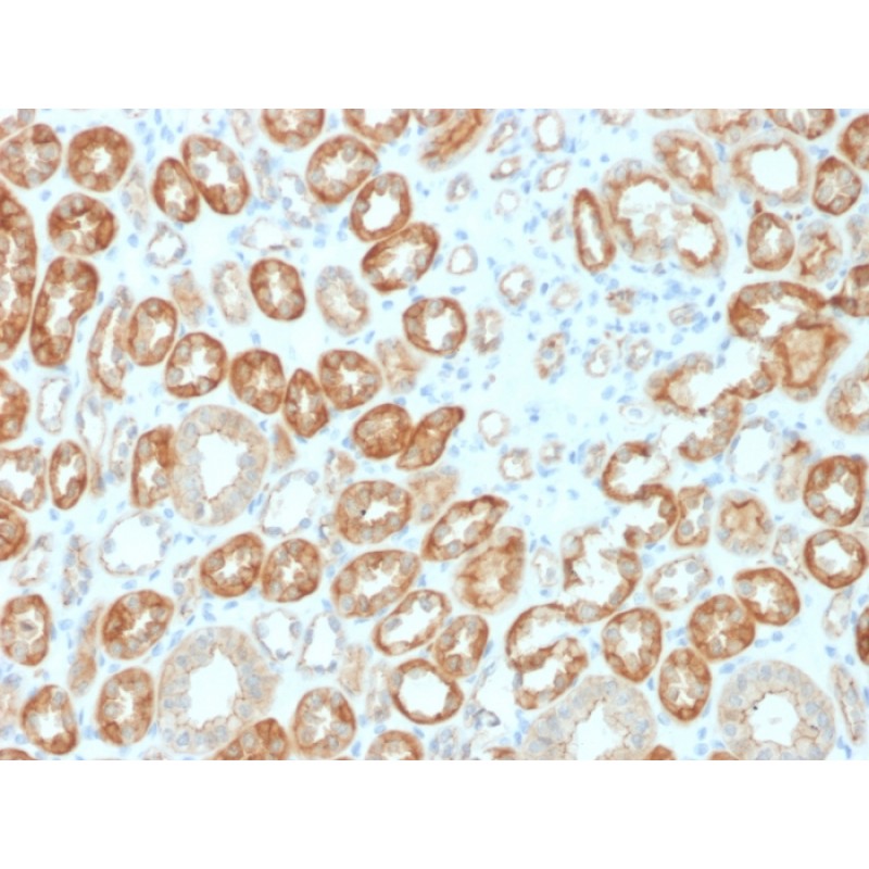 Occludin (OCLN) (Tight Junctions Marker)(OCLN/2183), CF594 conjugate, 0.1mg/mL