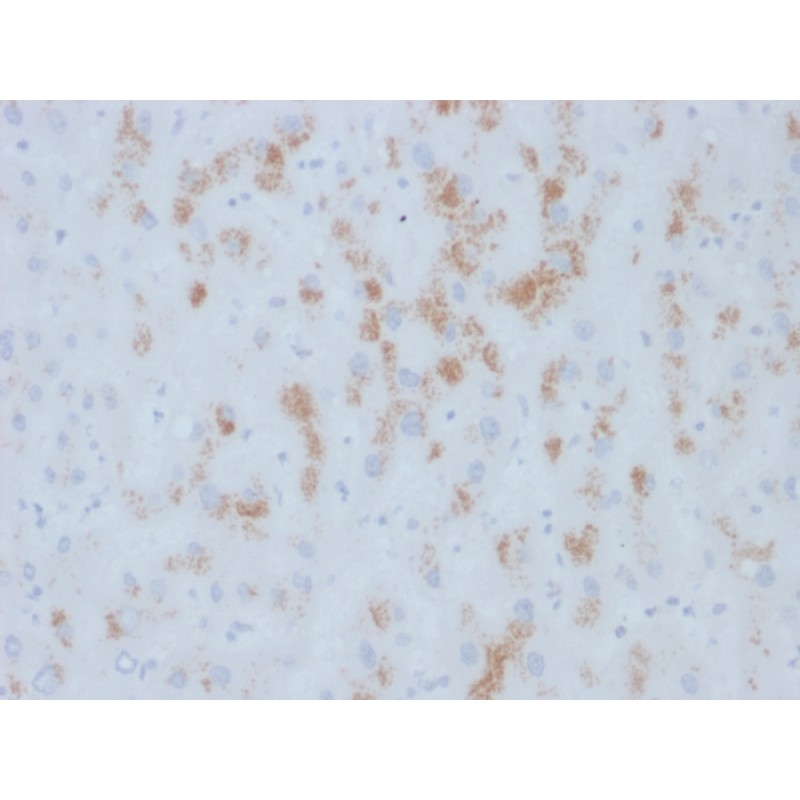 Cytochrome p450(M12P4H2), CF594 conjugate, 0.1mg/mL