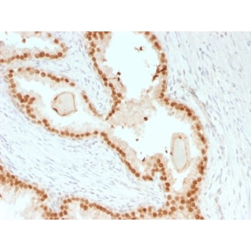 FOXA1 / HNF3A (rFOXA1/1515), CF594 conjugate, 0.1mg/mL