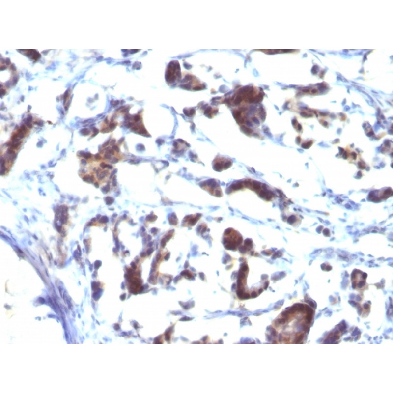ZFYVE28 (Zinc Finger FYVE-type containing 28)(LST2/2426), CF594 conjugate, 0.1mg/mL