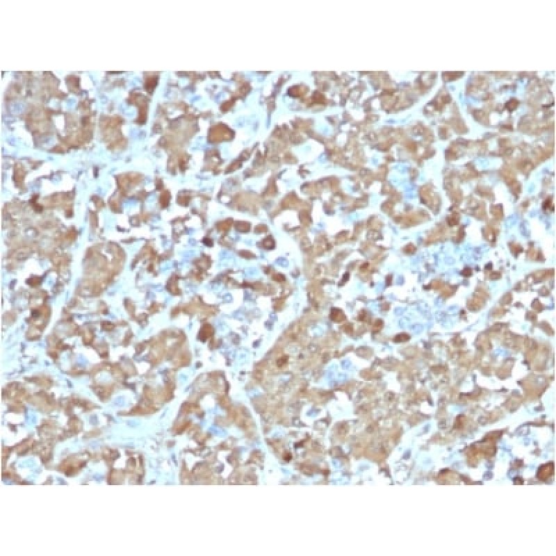 Growth Hormone (Pituitary Marker) (rGH/1450), CF594 conjugate, 0.1mg/mL