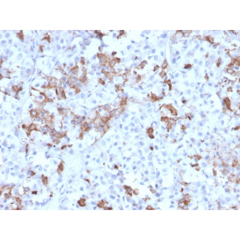 Prolactin (Pituitary Tumor Marker)(PRL/2642), CF594 conjugate, 0.1mg/mL