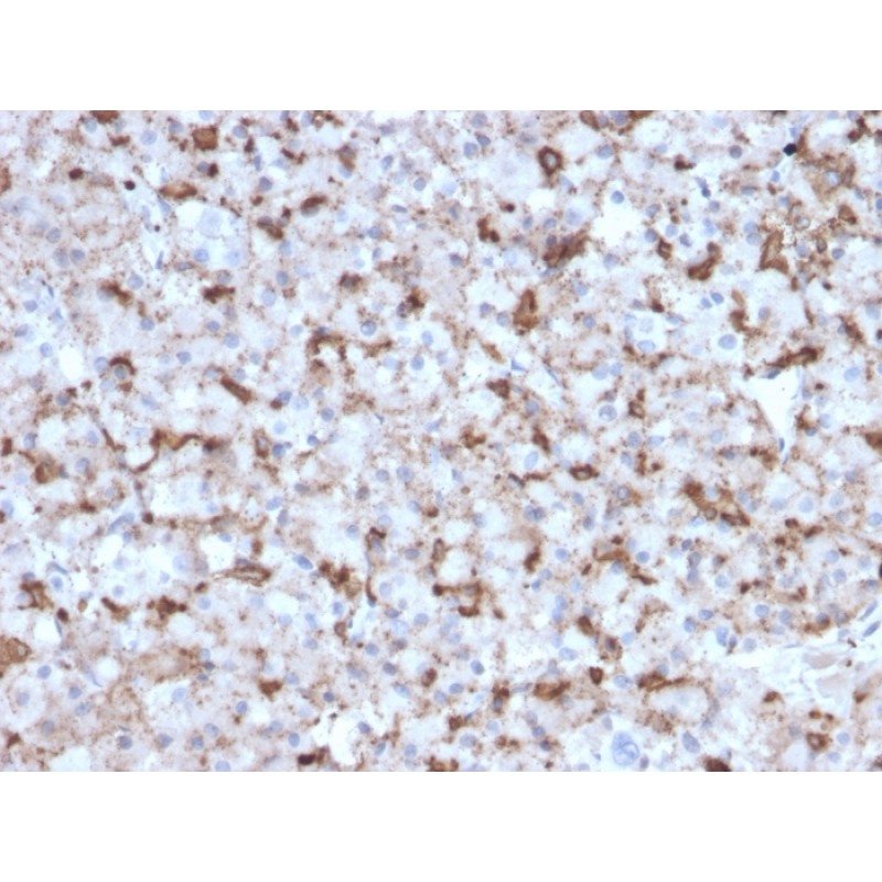 Prolactin (Pituitary Tumor Marker)(PRL/2643), CF594 conjugate, 0.1mg/mL