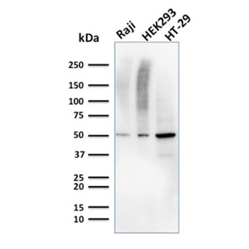 MMP3 (Marker of Metastasis and Rheumatoid Arthritis)(MMP3/2655), CF594 conjugate, 0.1mg/mL