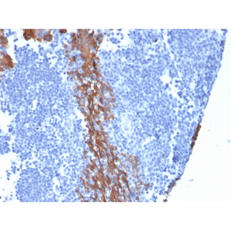 Cytokeratin 13 (Non-Keratinized Squamous Epithelial Marker)(KRT13/2213), CF594 conjugate, 0.1mg/mL