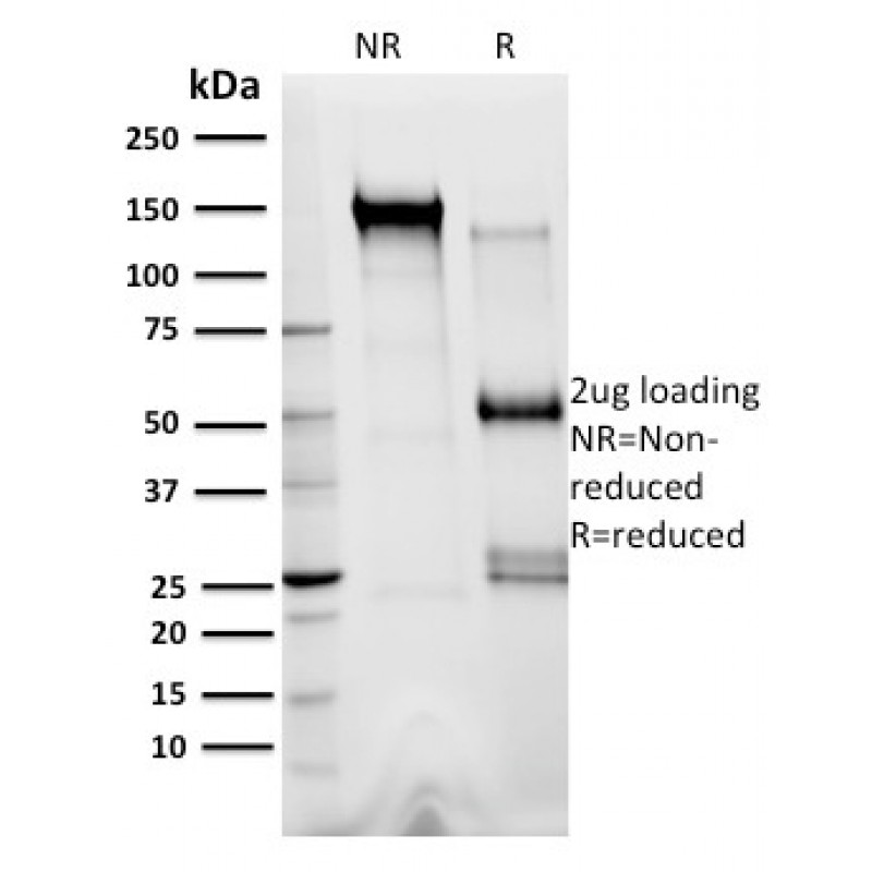 XRCC3(10F1/6), CF594 conjugate, 0.1mg/mL