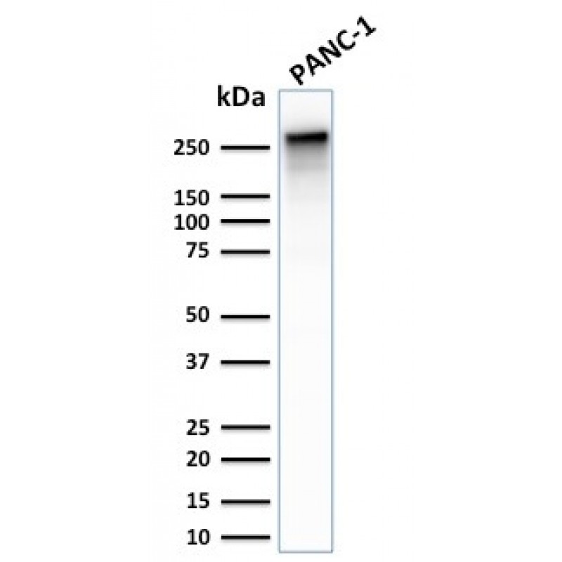 Spectrin beta III (SPTBN2)(SPTBN2/2887R), CF594 conjugate, 0.1mg/mL