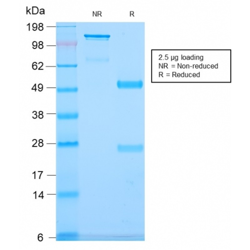 CD79b (B-Cell Marker)(IGB/2940R), CF594 conjugate, 0.1mg/mL
