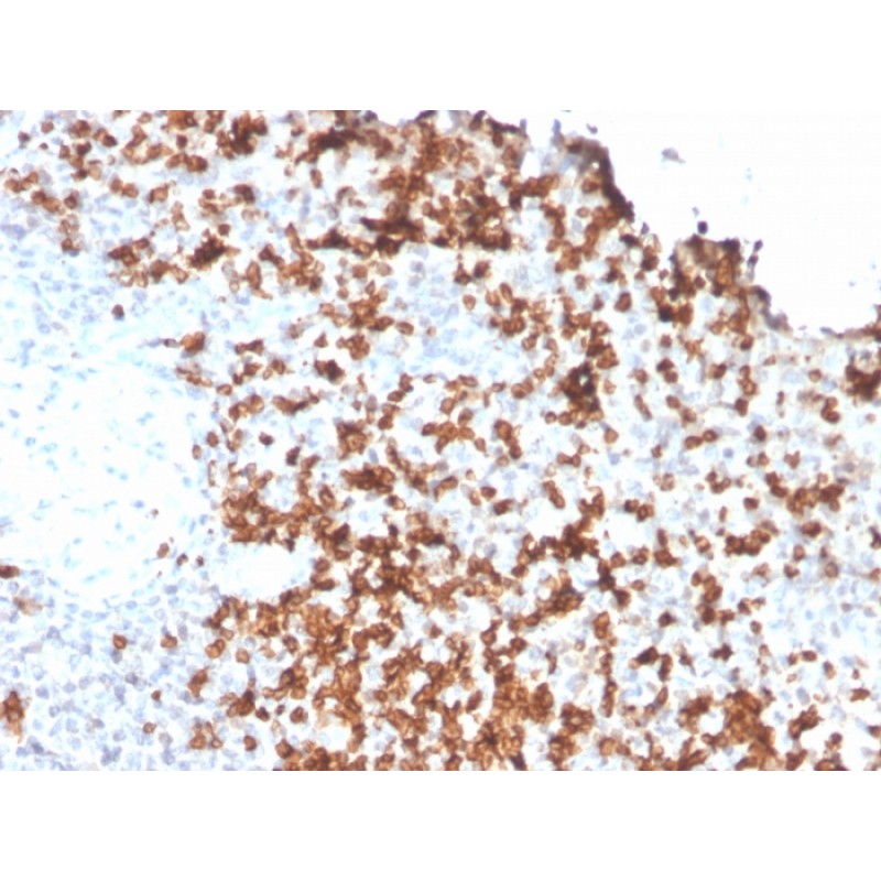 Granzyme B (NK/T-Cell Lymphoma Marker)(GZMB/3056), CF594 conjugate, 0.1mg/mL