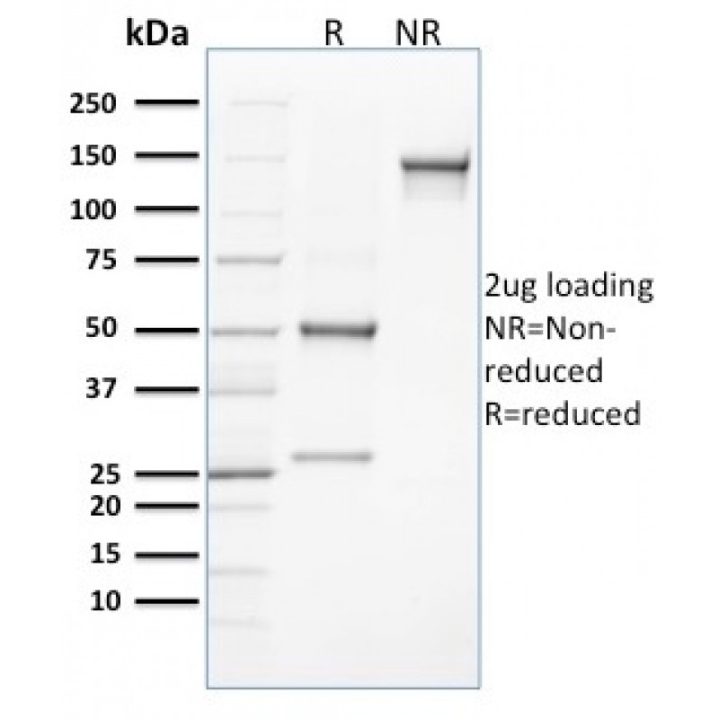 CLEC9A / DNGR1 (Dendritic Cell Marker)(8F9), CF594 conjugate, 0.1mg/mL