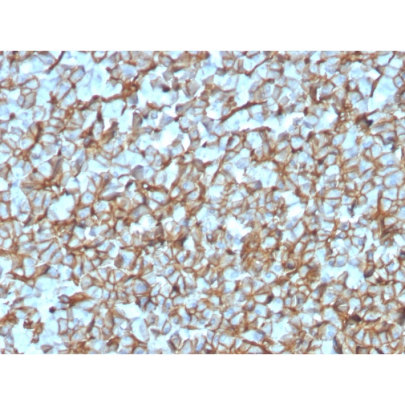 Spectrin beta III (SPTBN2)(SPTBN2/3142R), CF594 conjugate, 0.1mg/mL