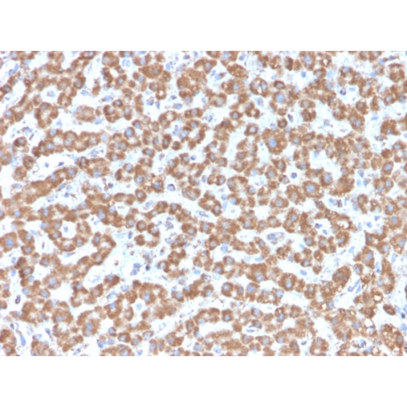 Prohibitin (Mitochondrial Marker)(PHB/3229), CF594 conjugate, 0.1mg/mL