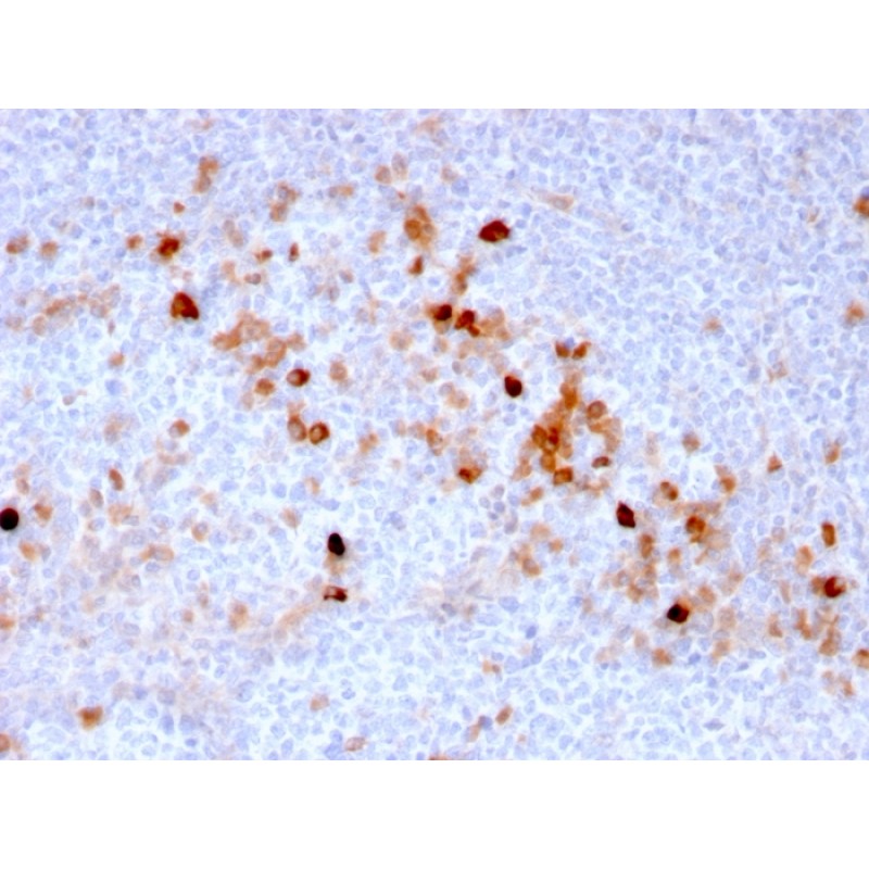 Endoglin / CD105 (Angiogenesis Marker)(ENG/3269), CF594 conjugate, 0.1mg/mL