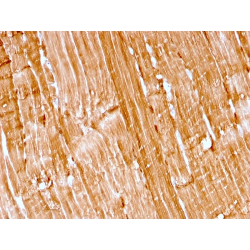 Myoglobin (Muscle Cell Marker)(rMB/2105), CF594 conjugate, 0.1mg/mL
