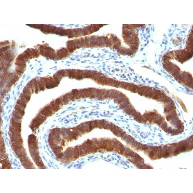 Cytokeratin 19(Ks19.1), Biotin conjugate, 0.1mg/mL