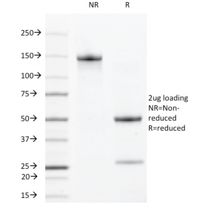 VEGF-R2 / CD309 / Flk-1 / KDR3(DC101),  Biotin conjugate, 0.1mg/mL
