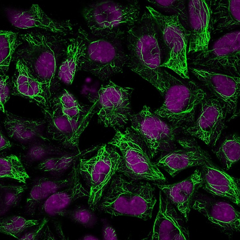 Cytokeratin 8(C-43), Biotin conjugate, 0.1mg/mL
