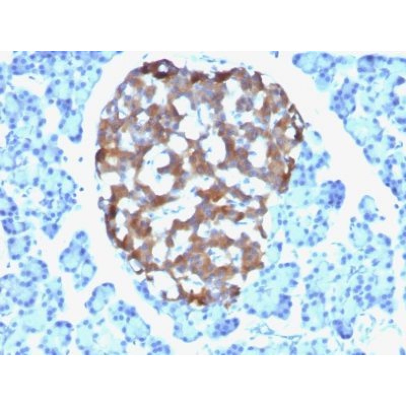 Chromogranin A(CHGA/765), Biotin conjugate, 0.1mg/mL