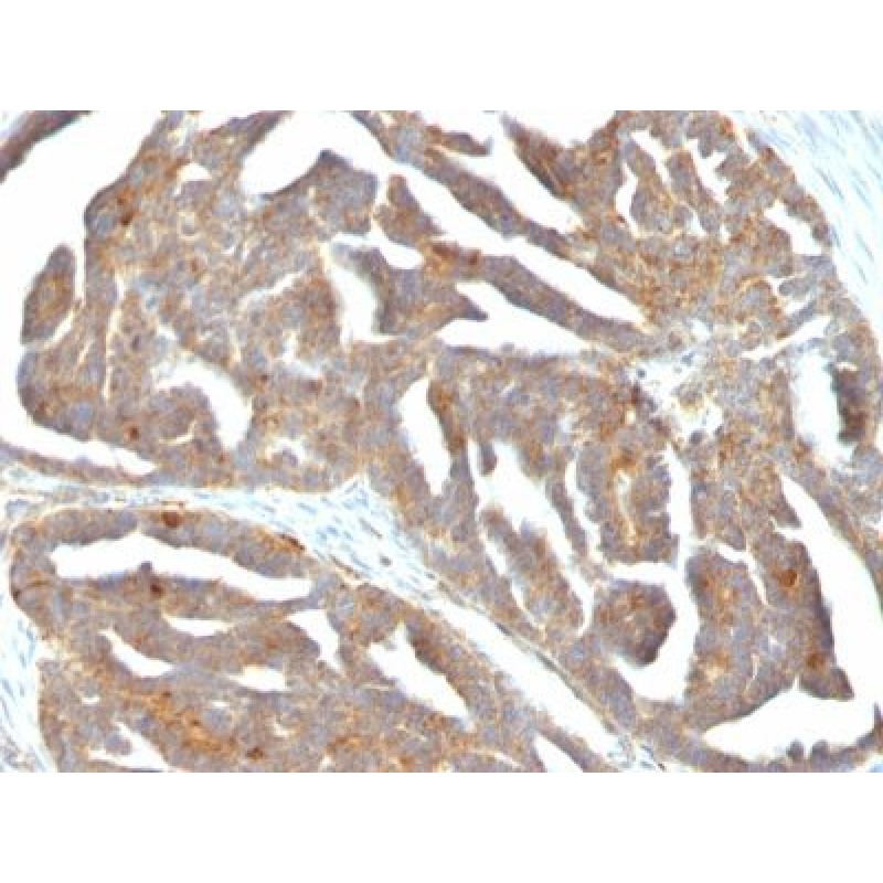 GnRH-Receptor (LHRH Receptor)(F1G4), Biotin conjugate, 0.1mg/mL