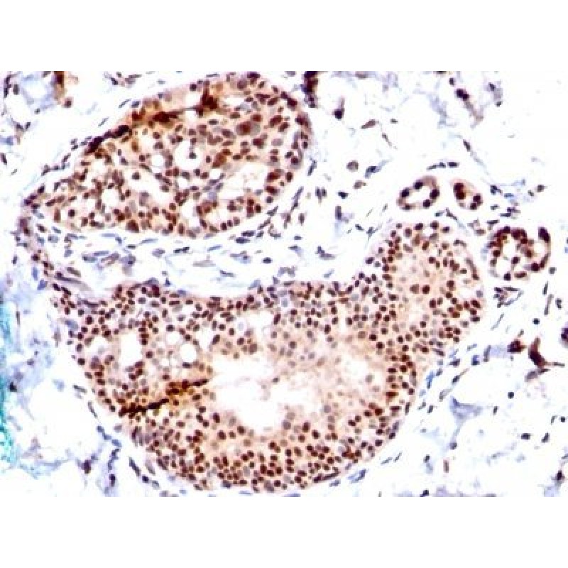 TRP1 (Tyrosinase Related Protein 1) (TA99 + TYRP1/807), Biotin conjugate, 0.1mg/mL