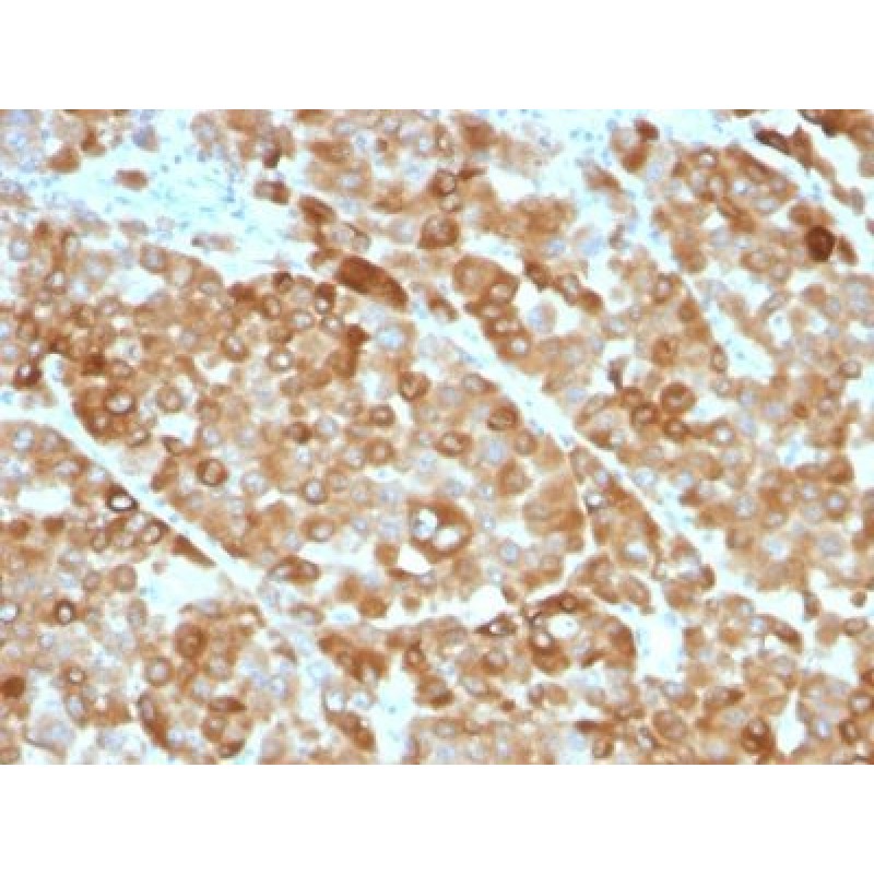 Tyrosinase(OCA1/812), Biotin conjugate, 0.1mg/mL