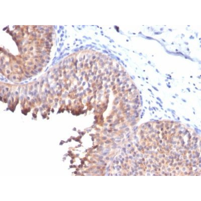 Cytokeratin 10(KRT10/844), Biotin conjugate, 0.1mg/mL