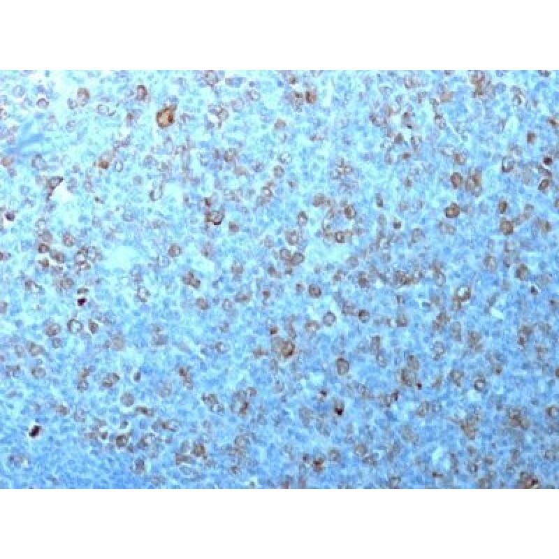 p34 / cdk1(CDK1/873), Biotin conjugate, 0.1mg/mL