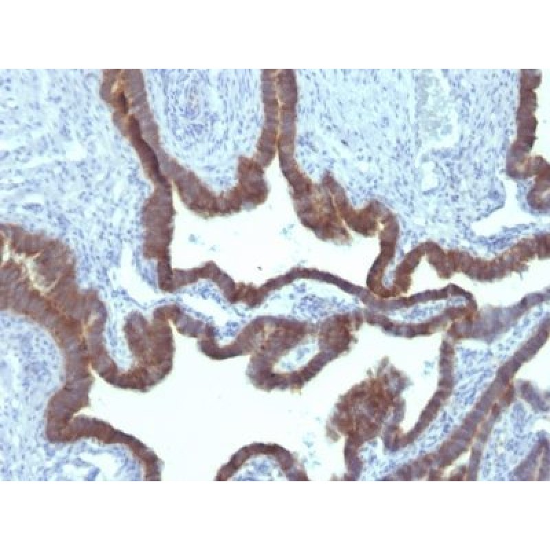 Cytokeratin 7(KRT7/903), Biotin conjugate, 0.1mg/mL