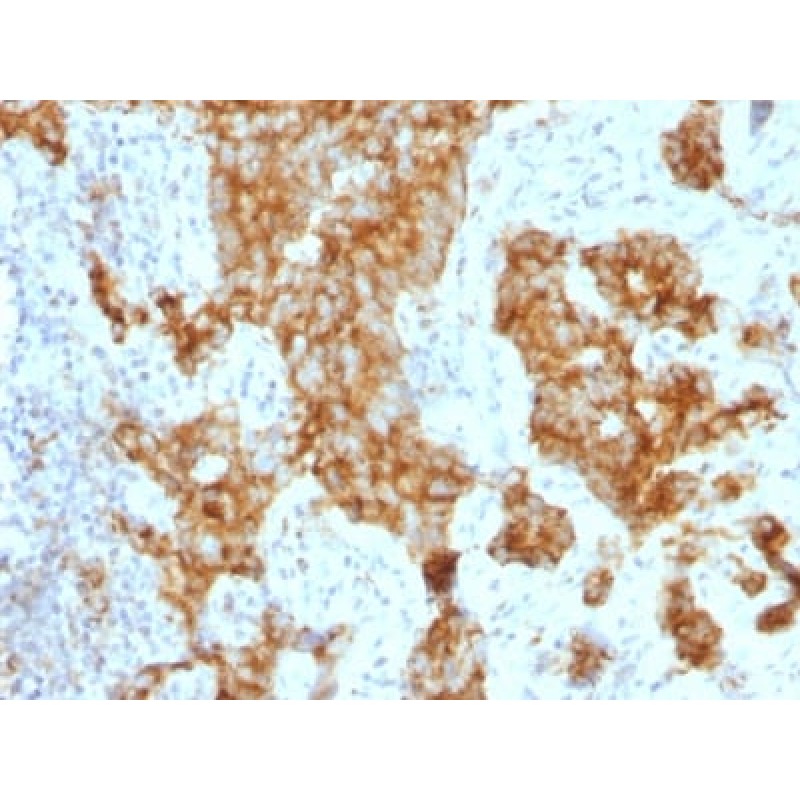 Biotium BNCB1243-500, CD11c (Dendritic Cell Marker) ( ITGAX/1243) , Biotin conjugate, 0.1mg/mL