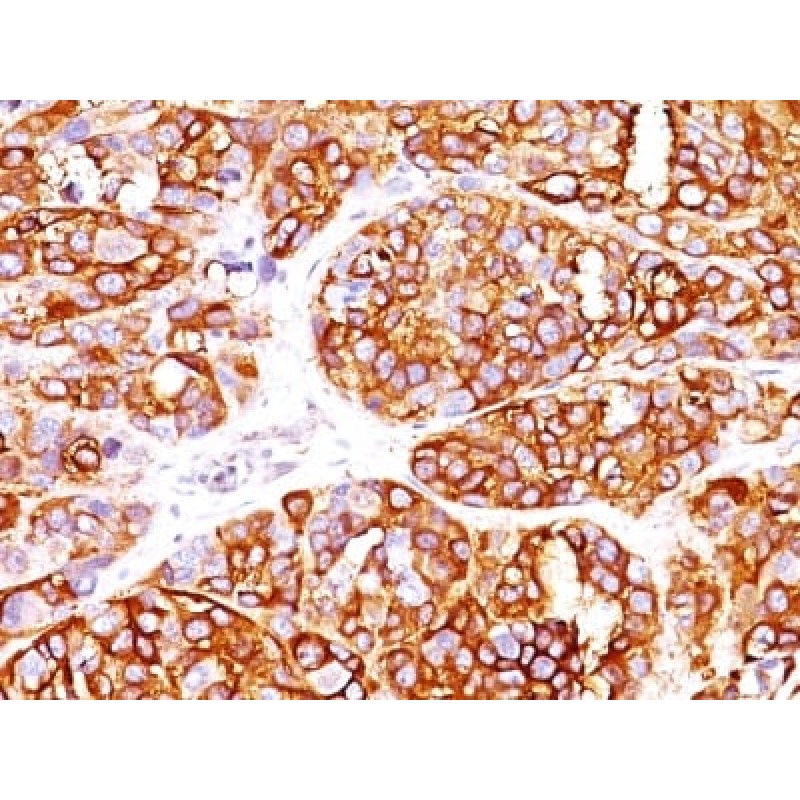 MART-1 / Melan-A / MLANA (Melanoma Marker) (MLANA/1409R), Biotin conjugate, 0.1mg/mL