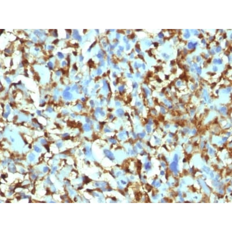 Factor XIIIa (Coagulation Factor XIIIA Chain) (F13A1/1448), Biotin conjugate, 0.1mg/mL