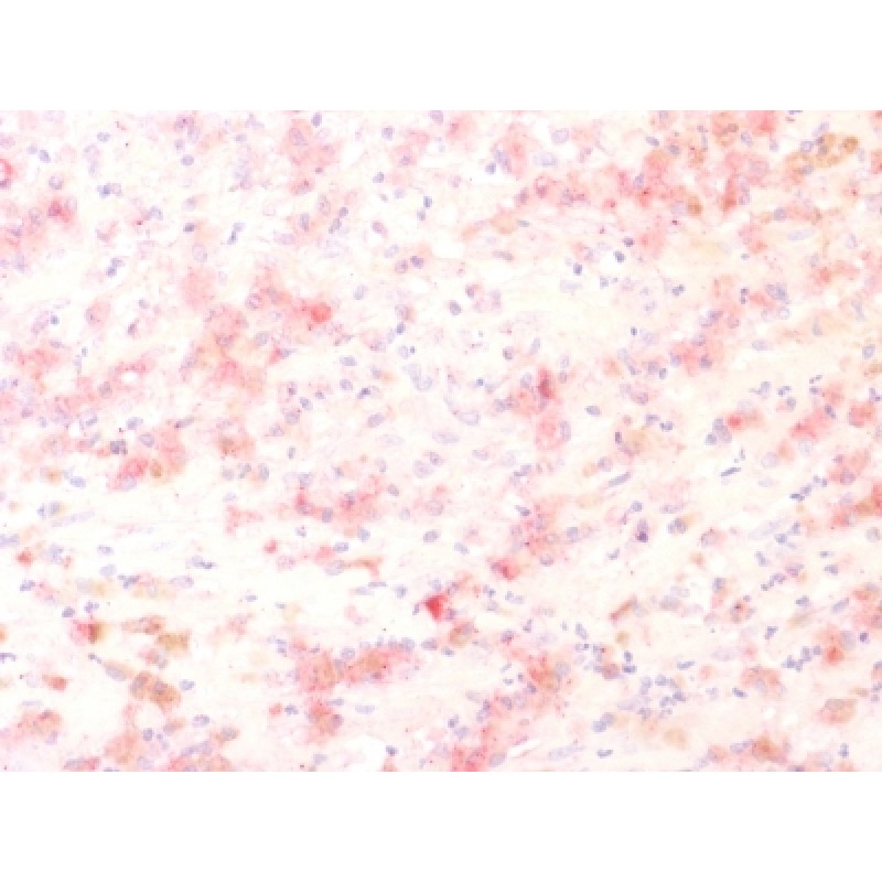 Tyrosinase-Related Protein-1 (TYRP-1) (Melanoma Marker) (TYRP1/1564R), Biotin conjugate, 0.1mg/mL