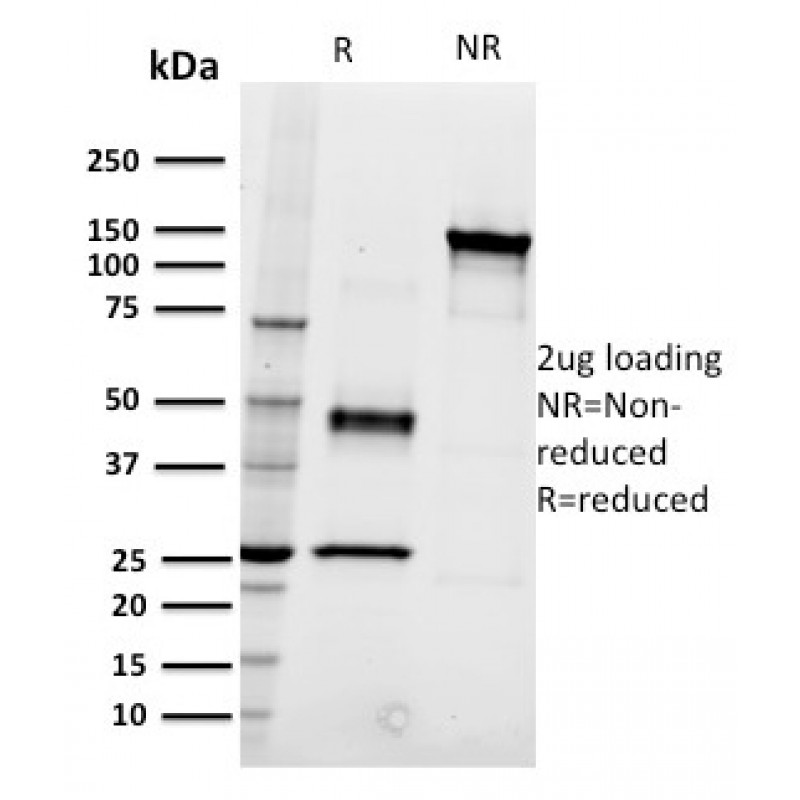 Biotium BNCB1594-100, CD22 / BL-CAM (B-Cell Marker)(RFB4), Biotin conjugate, 0.1mg/mL