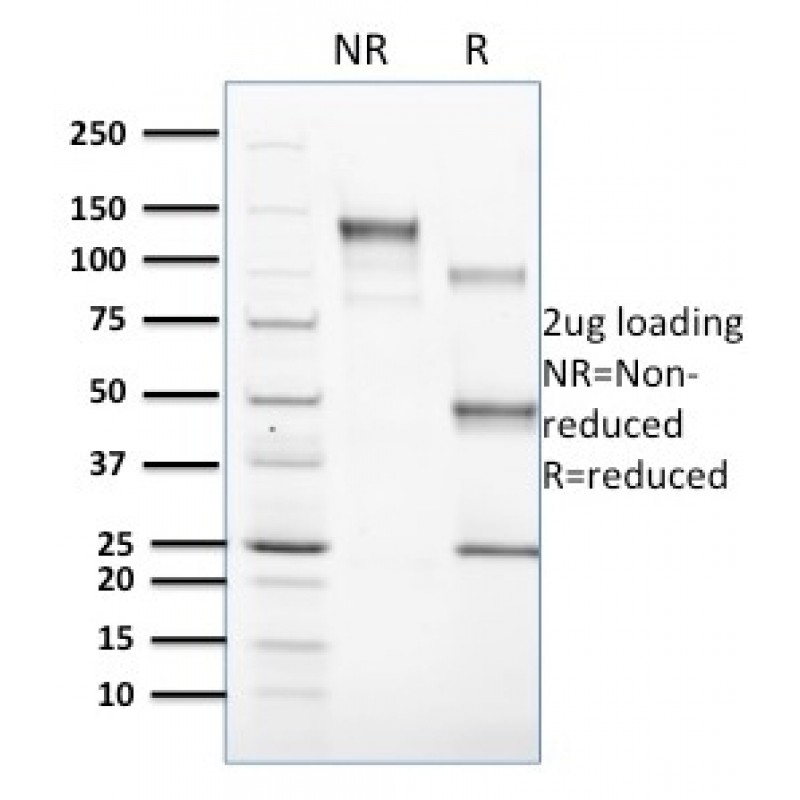Biotium BNCB1603-100, CD1c(CD1C/1603), Biotin conjugate, 0.1mg/mL