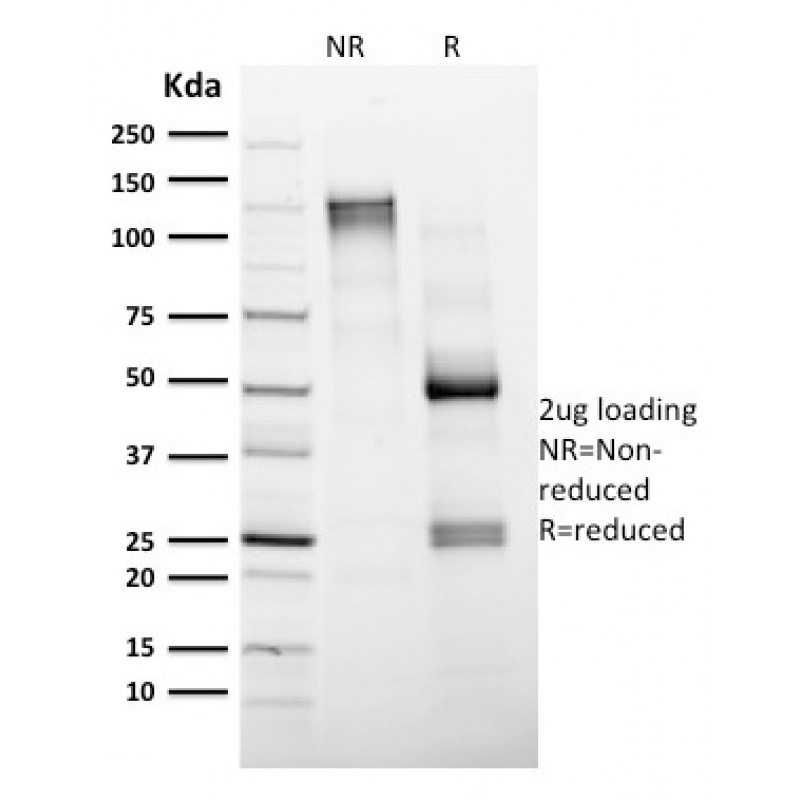 Biotium BNCB1604-100, CD4 (T-Helper/Inducer Cell Marker)(CD4/1604), Biotin conjugate, 0.1mg/mL