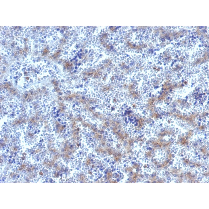 Glypican-3 (GPC3) (Hepatocellular Carcinoma Marker), Biotin conjugate, 0.1mg/mL