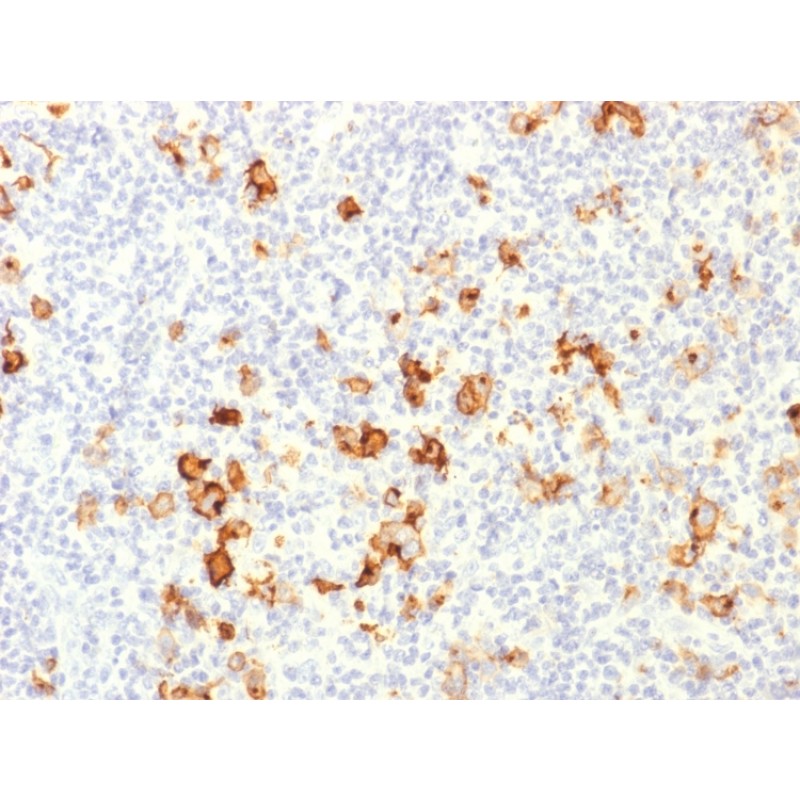 Biotium BNCB1649-100, CD15 / FUT4 (Reed-Sternberg Cell Marker)(), Biotin conjugate, 0.1mg/mL