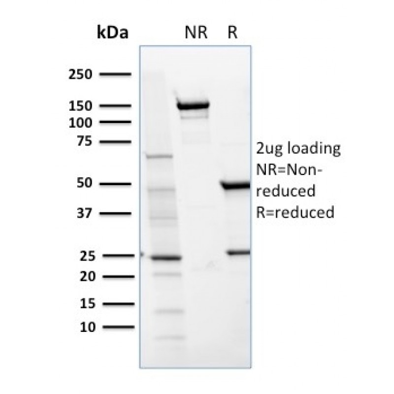 Biotium BNCB1654-100, CD36 (Platelet & Microvessel Marker)(GPIIIb/1654), Biotin conjugate, 0.1mg/mL