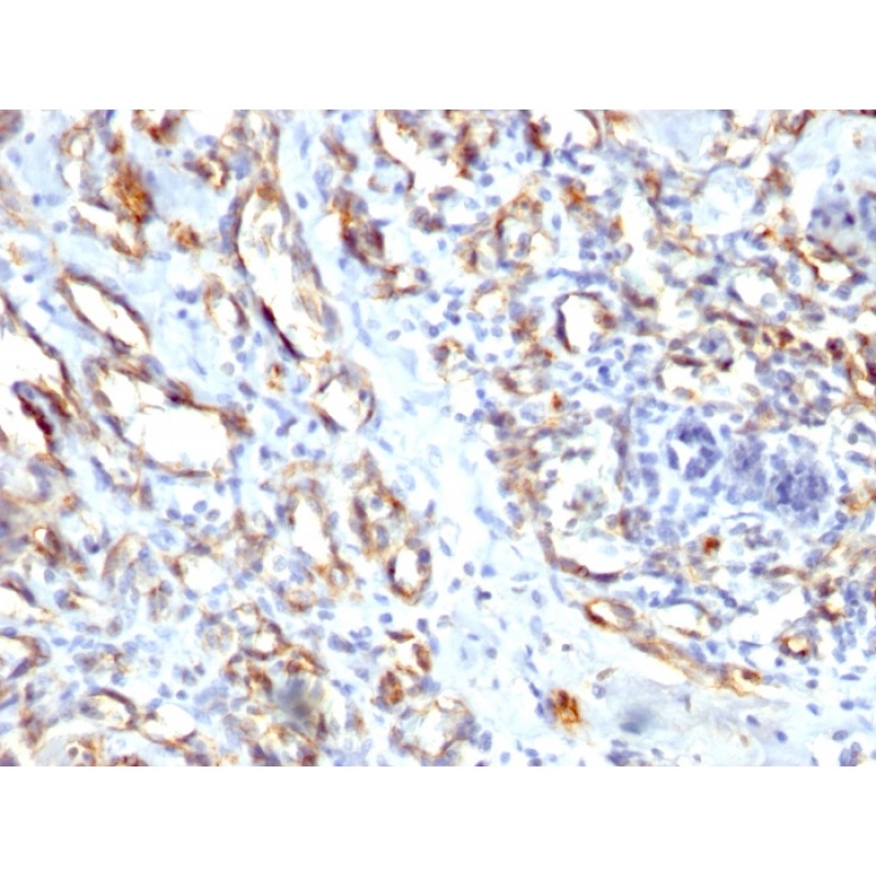 Biotium BNCB1662-100, CD31 / PECAM-1 (Endothelial Cell Marker)(), Biotin conjugate, 0.1mg/mL