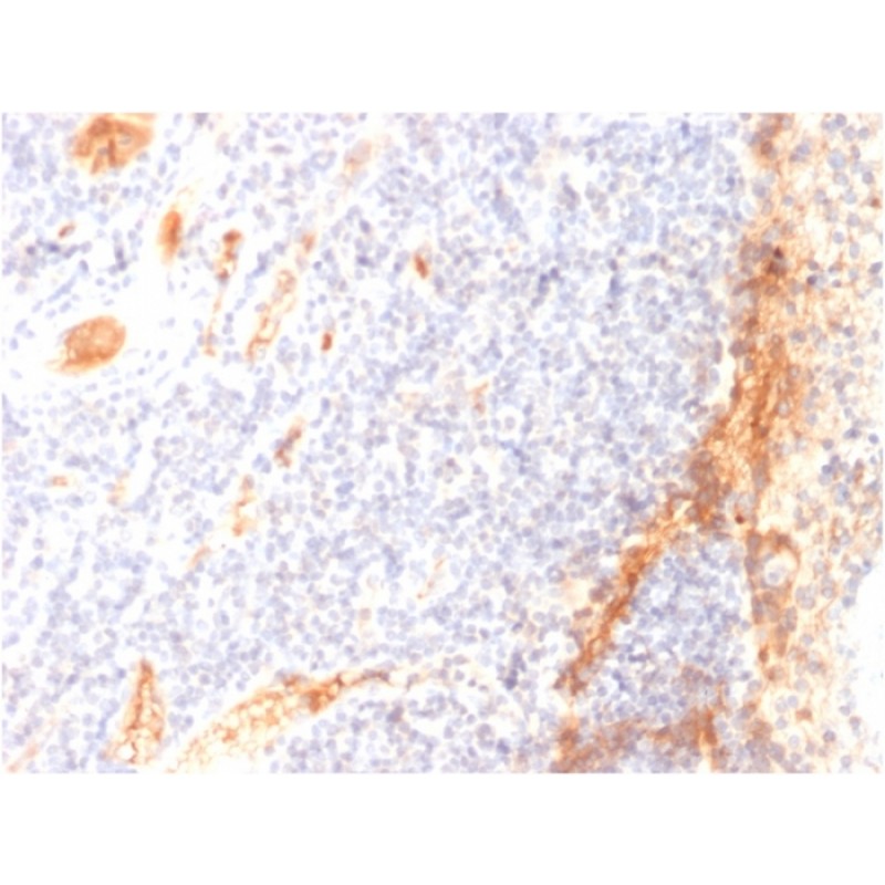 VEGF (Vascular Endothelial Growth Factor)(VG1), Biotin conjugate, 0.1mg/mL