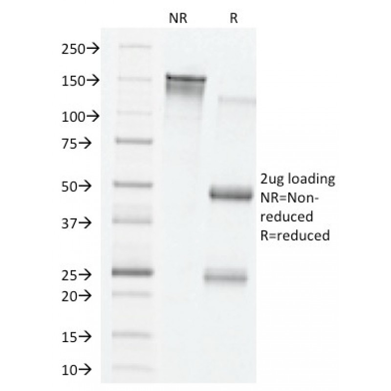 VEGF (Vascular Endothelial Growth Factor)(VG76e), Biotin conjugate, 0.1mg/mL