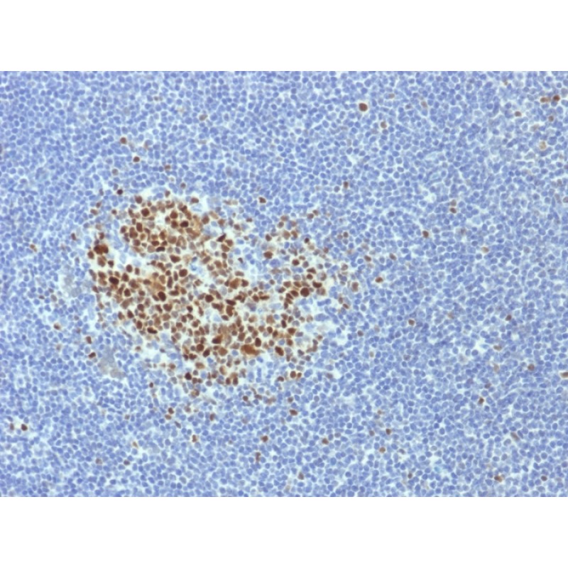 Biotium BNCB1718-500, Bcl-6 (Follicular Lymphoma Marker) (BCL6/1718), Biotin conjugate, 0.1mg/mL